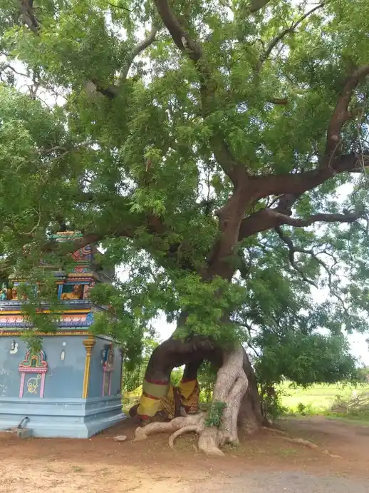 Arulmigu Mari Muthalamman Temple, Kalkulam - 603312 அருள்மிகு மாரி முத்தாலம்மன் திருக்கோயில், கல்குளம் - 603312, Chengalpattu - Ancient Temple Architecture and History Image 5