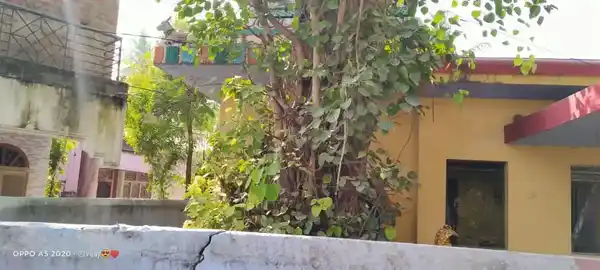 Arulmigu Mariamman Temple, Avadanapatti - 635002 அருள்மிகு மாரியம்மன் திருக்கோயில், அவதானப்பட்டி - 635002, Krishnagiri - Ancient Temple Architecture and History Image 4