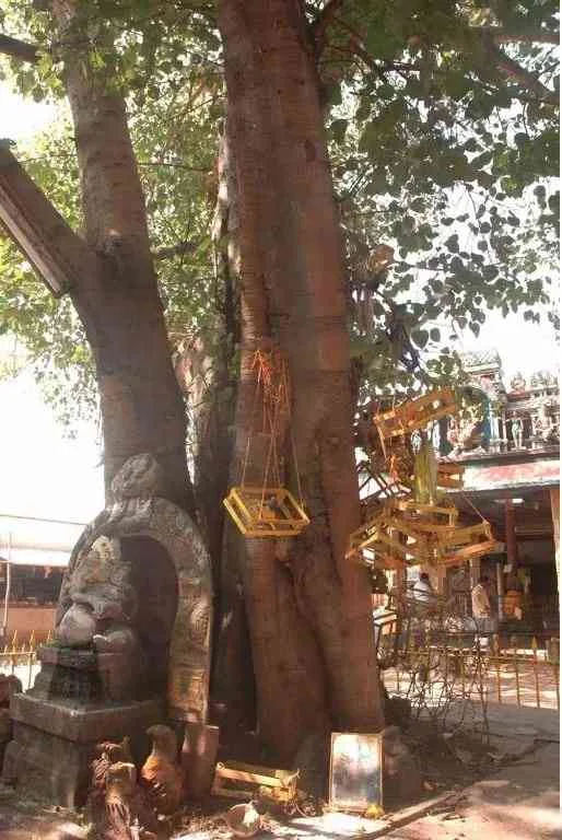 Arulmigu Mariamman Temple, Kamarajar Salai, Madurai - 625009 அருள்மிகு மாரியம்மன் திருக்கோயில், காமராஜர் சாலை, மதுரை - 625009, Madurai - Ancient Temple Architecture and History Image 7