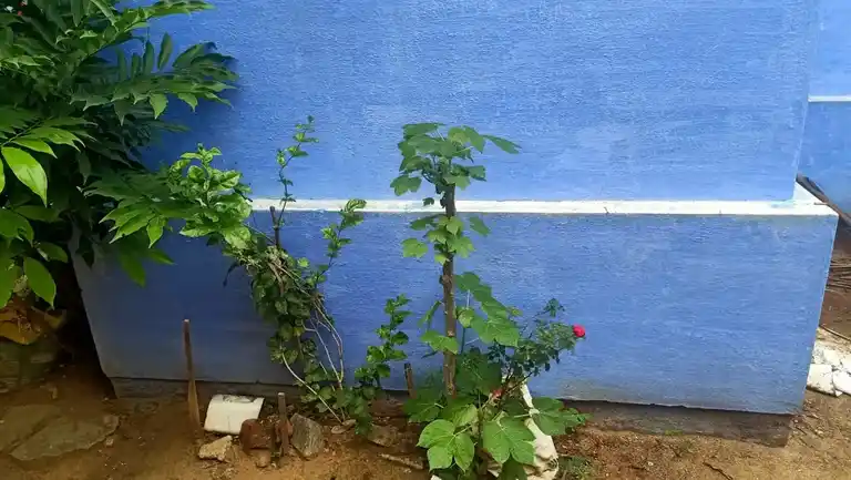 Arulmigu Mariamman Temple, Thookanampatti, Thookanampatti - 636403 Arulmigu Mariamman Temple, Thookanampatti, தூக்கணாம்பட்டி - 636403, Salem - Ancient Temple Architecture and History Image 4