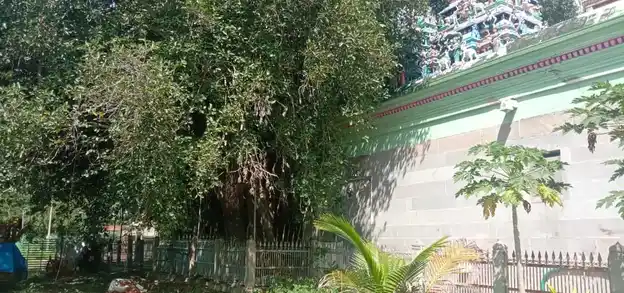 Arulmigu Meenatchi Sundareswarar Temple, Keela Pattamangalam - 630204 அருள்மிகு மீனாட்சி சுந்தரேஸ்வரர் திருக்கோயில், Keela Pattamangalam - 630204, Sivagangai - Ancient Temple Architecture and History Image 4