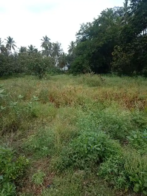 Arulmigu Meeradevathai Temple, Velagalahalli - 636805 அருள்மிகு மீராதேவதை திருக்கோயில், வெலகலஅள்ளி - 636805, Dharmapuri - Ancient Temple Architecture and History Image 4