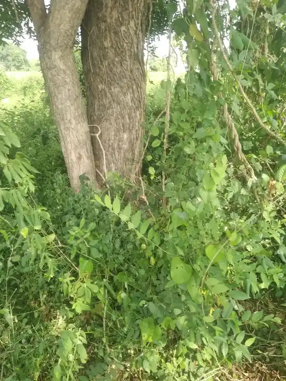 Arulmigu Munidevar Temple, Chikkadoranabetta - 636806