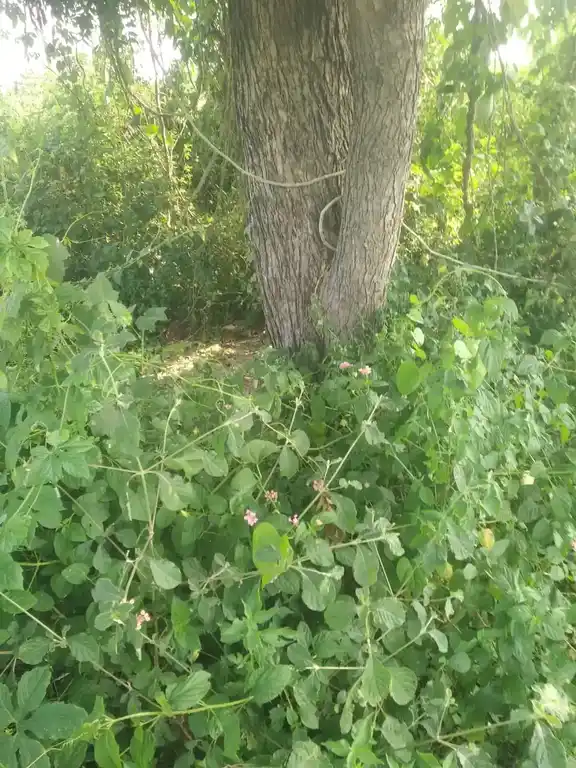 Arulmigu Munidevar Temple, Chikkadoranabetta - 636806 அருள்மிகு முனிதேவர் திருக்கோயில், Chikkadoranabetta - 636806, Dharmapuri - Ancient Temple Architecture and History Image 2