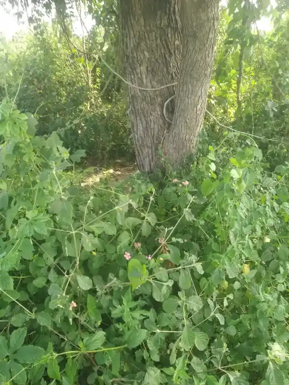 Arulmigu Munidevar Temple, Chikkadoranabetta - 636806 அருள்மிகு முனிதேவர் திருக்கோயில், Chikkadoranabetta - 636806, Dharmapuri - Ancient Temple Architecture and History Image 3