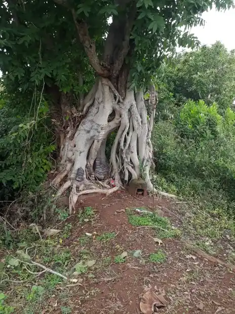 Arulmigu Munithevar Temple, Vebbalahalli - 635107 அருள்மிகு முனித்தேவர் திருக்கோயில், Vebbalahalli - 635107, Krishnagiri - Ancient Temple Architecture and History Image 4