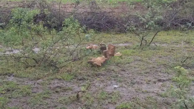 Arulmigu Muniyanar, Mathuraveeran Temple, Melavannam - 621730 Temple