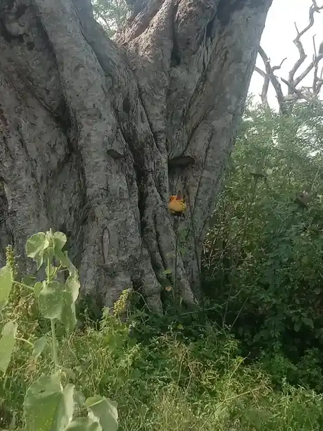 Arulmigu Muniyappa Swamy Temple, Karikali - 624703