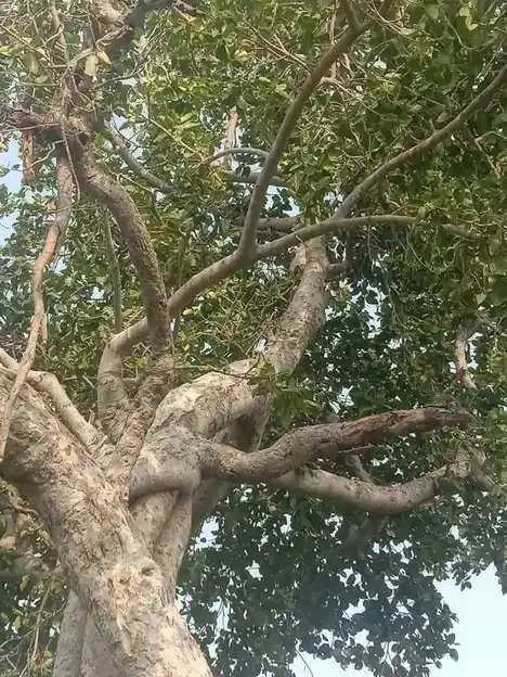 Arulmigu Muniyappa Swamy Temple, Karikali - 624703 அருள்மிகு முனியப்பசுவாமி திருக்கோயில், Karikali - 624703, Dindigul - Ancient Temple Architecture and History Image 3