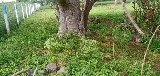 Arulmigu Muniyappan Temple, Sarkar Nattamangalam - 637403 அருள்மிகு முனியப்பன் திருக்கோயில், Sarkar Nattamangalam - 637403, Namakkal - Ancient Temple Architecture and History Image 2