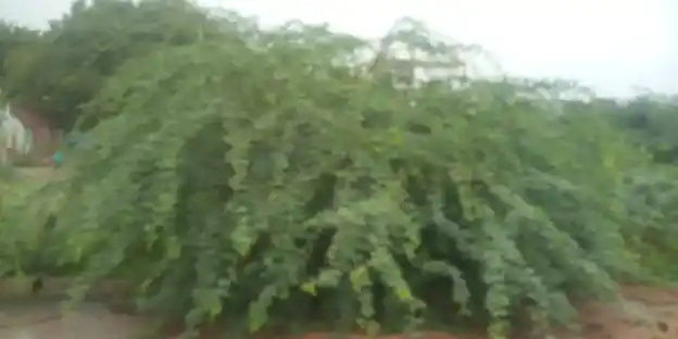 Arulmigu Murugan Temple, Srimushnam - 608703 Temple