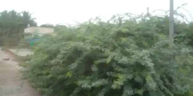 Arulmigu Murugan Temple, Srimushnam - 608703 அருள்மிகு முருகன் திருக்கோயில், Srimushnam - 608703, Cuddalore - Ancient Temple Architecture and History Image 3