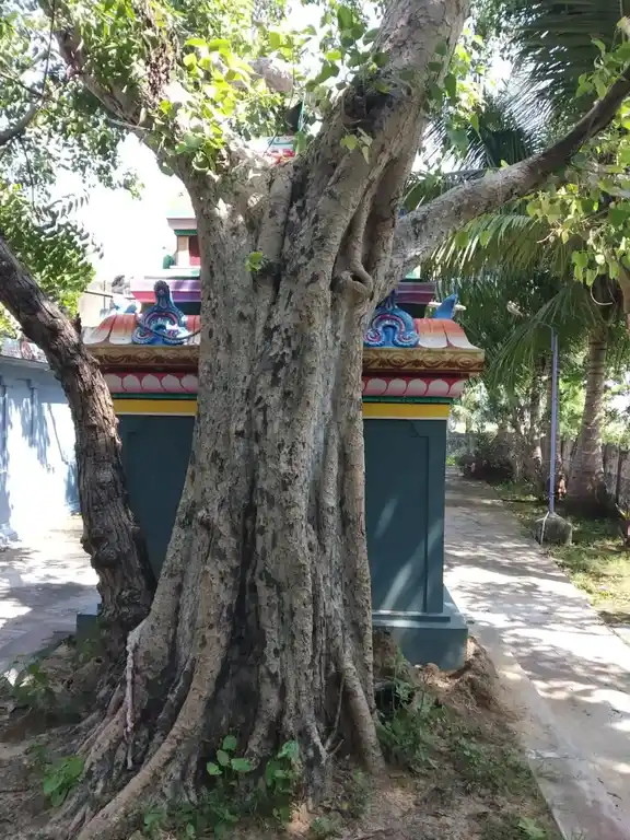 Arulmigu Murugaperumal Temple, Kootumangudi, Alakudi - 609108 Arulmigu Murugaperumal Temple, Kootumangudi, Sirkali - 609108, Mayiladuthurai - Ancient Temple Architecture and History Image 4
