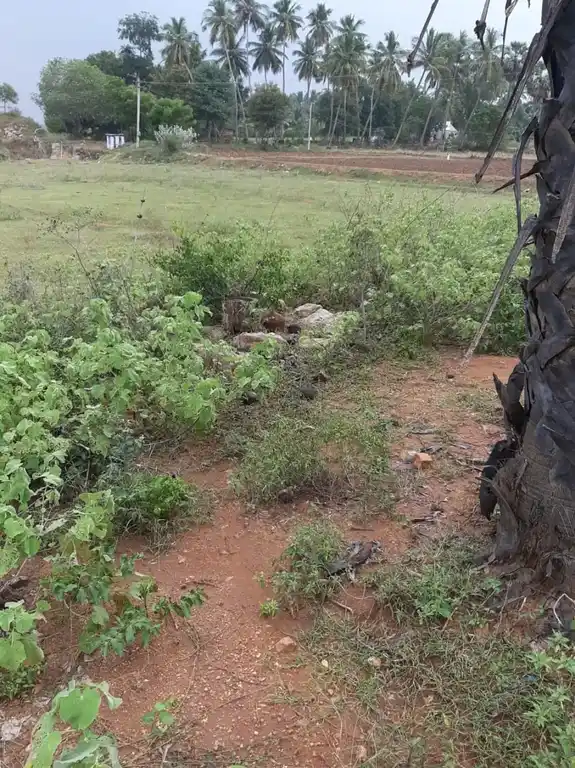 Arulmigu Muthalamman Temple, Kalikampatti - 624303