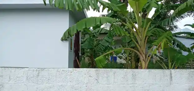 Arulmigu Mutharamman Temple, Santhaivilai Parvathiputhoor Junction, Thovalai - 629302 Arulmigu Mutharamman Temple, Santhaivilai Parvathiputhoor Junction, Thovalai - 629302, Kanyakumari - Ancient Temple Architecture and History Image 5