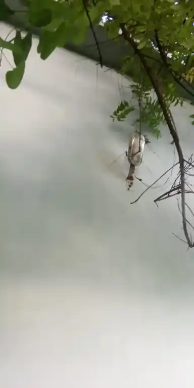 Arulmigu Muthu Karuppanasamy Temple, Kondayamaptti - 625221 அருள்மிகு முத்துகருப்பணசாமி திருக்கோயில், Kondayamaptti - 625221, Madurai - Ancient Temple Architecture and History Image 3