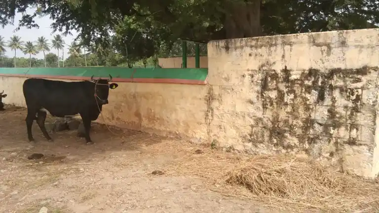 Arulmigu Muthukumaraswamy Temple, Saana Nathal - 606903 அருள்மிகு முத்துகுமாரசுவாமி திருக்கோயில், Saana Nathal, Saana Nathal - 606903, Tiruvannamalai - Ancient Temple Architecture and History Image 2