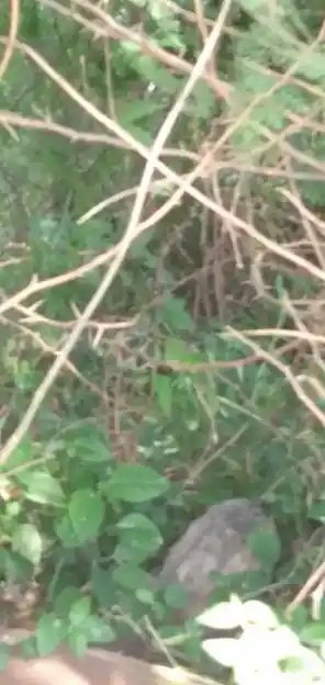 Arulmigu Muthupidari Amman Temple, Mullal - 621711