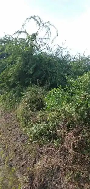 Arulmigu Muthupidari Amman Temple, Mullal - 621711 Arulmigu Muthupidari amman Temple, Mullal - 621711, Thiruchirappalli - Ancient Temple Architecture and History Image 2