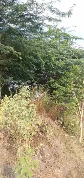 Arulmigu Muthupidari Amman Temple, Mullal - 621711 Arulmigu Muthupidari amman Temple, Mullal - 621711, Thiruchirappalli - Ancient Temple Architecture and History Image 3