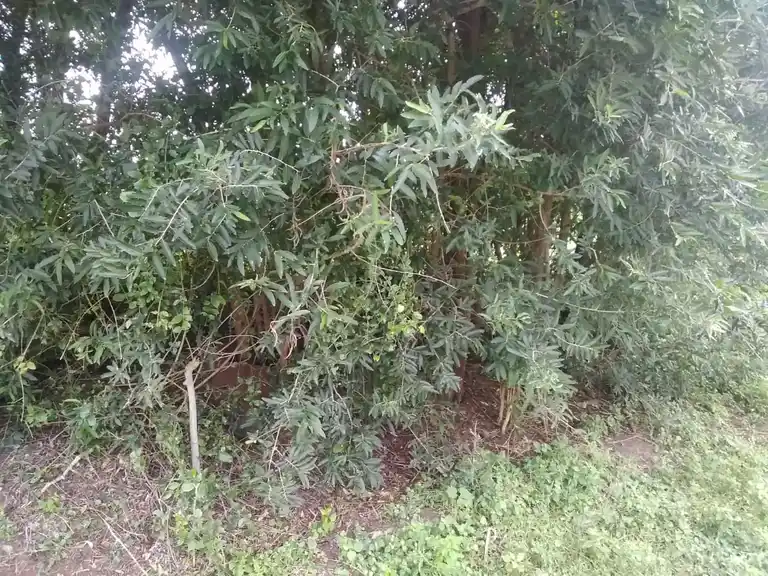 Arulmigu Nacharamman Temple, Tungapuram - 621716 Temple