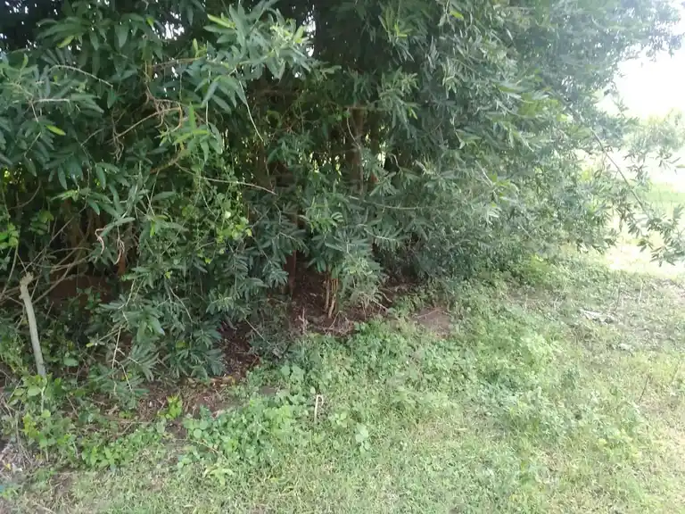 Arulmigu Nacharamman Temple, Tungapuram - 621716 Arulmigu Nacharamman Temple, Tungapuram - 621716, Perambalur - Ancient Temple Architecture and History Image 2