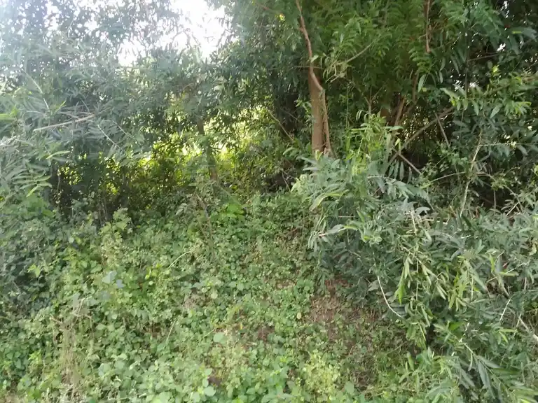 Arulmigu Nacharamman Temple, Tungapuram - 621716 Arulmigu Nacharamman Temple, Tungapuram - 621716, Perambalur - Ancient Temple Architecture and History Image 3