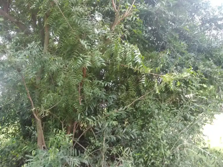 Arulmigu Nacharamman Temple, Tungapuram - 621716 Arulmigu Nacharamman Temple, Tungapuram - 621716, Perambalur - Ancient Temple Architecture and History Image 4