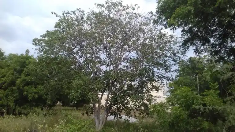 Arulmigu Nachiyar Temple, Tholur - 637017 அருள்மிகு நாச்சிமார் திருக்கோயில், Tholur - 637017, Namakkal - Ancient Temple Architecture and History Image 3