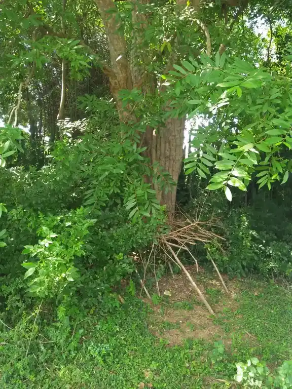 Arulmigu Nachiyaramman Temple, Asaveerankudikadu - 621710 Arulmigu Nachiyaramman Temple,  - 621710, Ariyalur - Ancient Temple Architecture and History Image 4