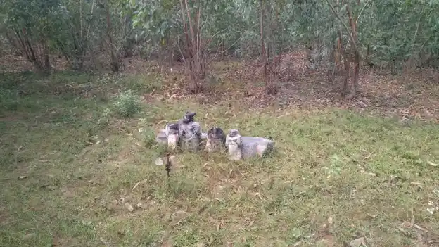 Arulmigu Nachiyaramman Temple, Muttuvancheri, Ariyalur - 621701 Arulmigu Nachiyaramman Temple,  - 621701, Ariyalur - Ancient Temple Architecture and History Image 3