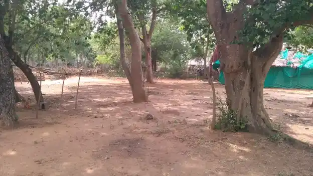 Arulmigu Nachiyaramman Temple, Parugal - 621804 அருள்மிகு நாச்சியரம்மன் திருக்கோயில், Parugal - 621804, Ariyalur - Ancient Temple Architecture and History Image 3