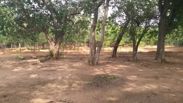 Arulmigu Nachiyaramman Temple, Parugal - 621804 அருள்மிகு நாச்சியரம்மன் திருக்கோயில், Parugal - 621804, Ariyalur - Ancient Temple Architecture and History Image 4