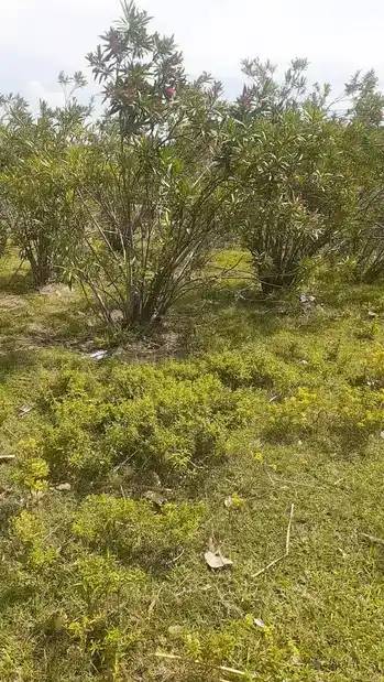 Arulmigu Nagarmman Temple, Kezhakurandi, Theroor - 629704 அருள்மிகு நாகரம்மன் திருக்கோயில், Kezhakurandi, Theroor - 629704, Kanyakumari - Ancient Temple Architecture and History Image 4