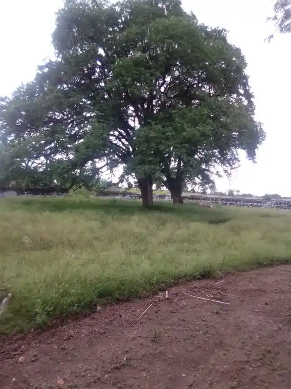 Arulmigu Nallendra Karuppanaswamy Temple, Trichy To Thuraiyur Road, Pulivalam - 621009 Arulmigu Nallendra karuppanaswamy Temple, Trichy To Thuraiyur Road, Pulivalam - 621009, Thiruchirappalli - Ancient Temple Architecture and History Image 4