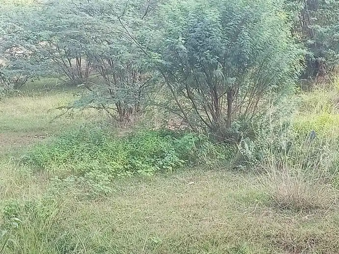 Arulmigu Nandhavanam Temple, Kuruvallapparkoil, Ariyalur - 621901 Temple