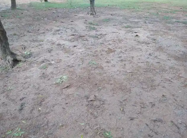 Arulmigu Nandhavanam Temple, Periyavalayam, Ariyalur - 621802 Arulmigu Nandhavanam Temple, Periyavalayam, Ariyalur - 621802, Ariyalur - Ancient Temple Architecture and History Image 3