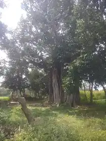 Arulmigu Narasimma Swami Temple, Mammundiyanpalli - 635852 அருள்மிகு நரசிம்மசுவாமி திருக்கோயில், மாமுண்டியான்பள்ளி - 635852, Thirupathur - Ancient Temple Architecture and History Image 2