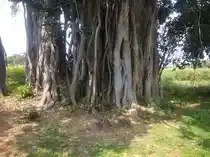 Arulmigu Narasimma Swami Temple, Mammundiyanpalli - 635852 அருள்மிகு நரசிம்மசுவாமி திருக்கோயில், மாமுண்டியான்பள்ளி - 635852, Thirupathur - Ancient Temple Architecture and History Image 3