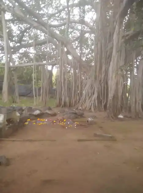 Arulmigu Natchiyar Vagaiyara Temple, Anamkombai, Sendamangalam - 637404