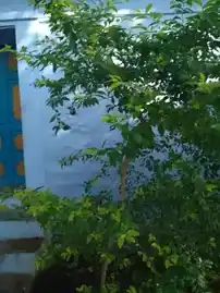 Arulmigu Navaneetha Krishna Temple, Panpolithirumalai Temple, Neduvayal - 627803 அருள்மிகு நவநீதகிருஷ்ணசுவாமி திருக்கோயில், Panpolithirumalai Temple, Neduvayal - 627803, Tenkasi - Ancient Temple Architecture and History Image 2