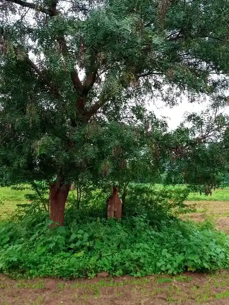 Arulmigu Neelakannimar Temple, Vaiyamazhaipalayam - 621303