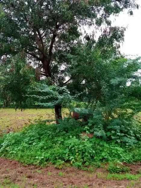 Arulmigu Neelakannimar Temple, Vaiyamazhaipalayam - 621303 Arulmigu Neelakannimar Temple, Vaiyamazhaipalayam - 621303, Thiruchirappalli - Ancient Temple Architecture and History Image 2