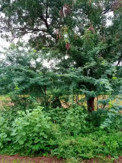 Arulmigu Neelakannimar Temple, Vaiyamazhaipalayam - 621303 Arulmigu Neelakannimar Temple, Vaiyamazhaipalayam - 621303, Thiruchirappalli - Ancient Temple Architecture and History Image 3