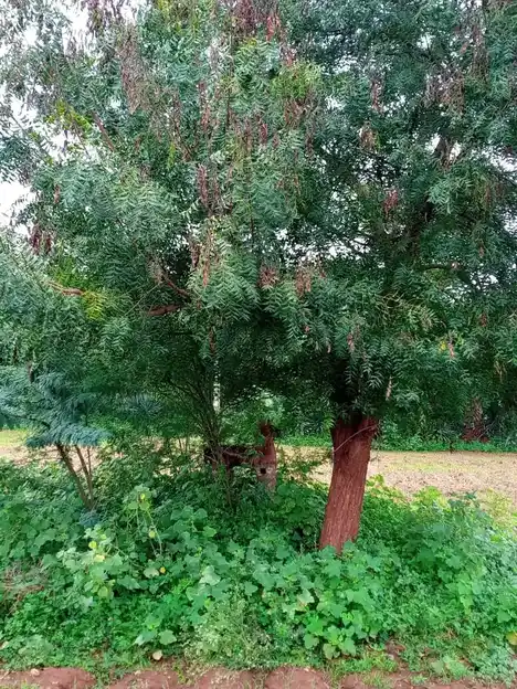 Arulmigu Neelakannimar Temple, Vaiyamazhaipalayam - 621303 Arulmigu Neelakannimar Temple, Vaiyamazhaipalayam - 621303, Thiruchirappalli - Ancient Temple Architecture and History Image 4