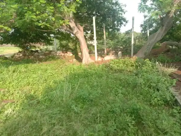 Arulmigu Neeliaamn Temple, Kovilpalayam, M.Komarapalayam - 638106 அருள்மிகு நீலியம்மன் திருக்கோயில், கோவில்பாளையம், M.குமாரபாளையம் - 638106, Tiruppur - Ancient Temple Architecture and History Image 4