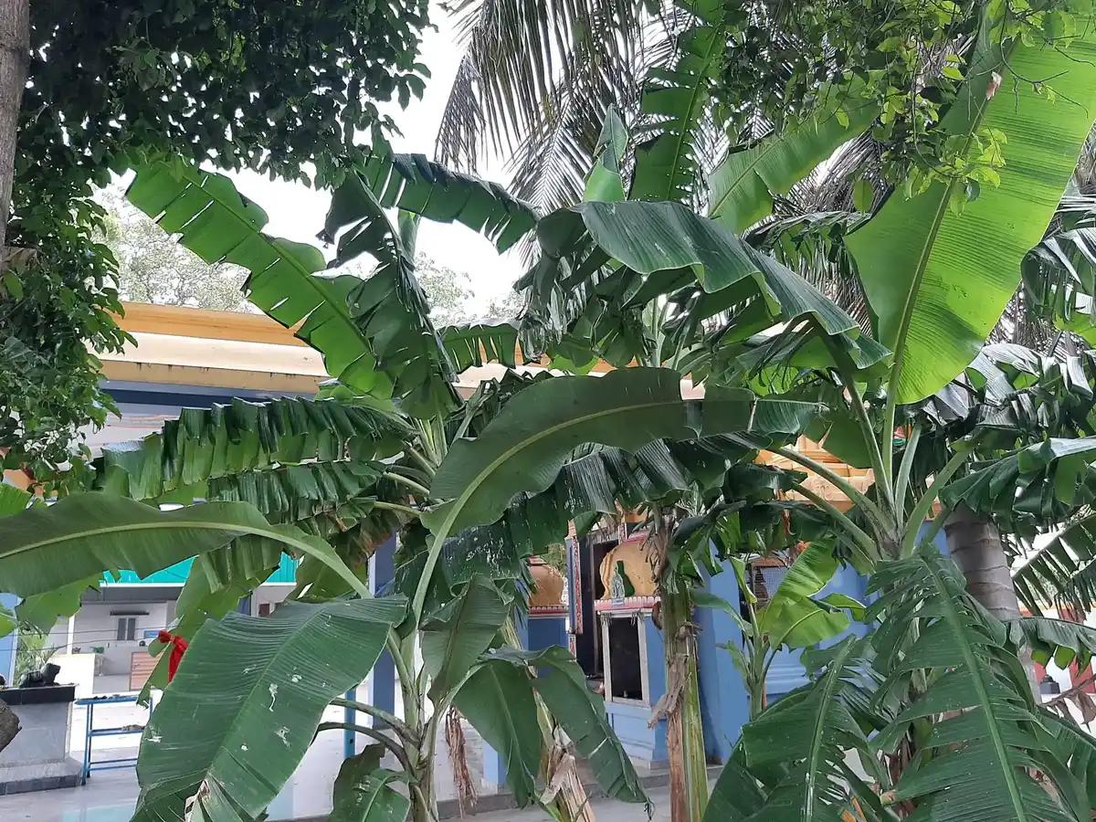 Arulmigu Neeliaththal Temple, Neelambur - 641062 அருள்மிகுநீலியாத்தாள் திருக்கோயில், Neelambur - 641062, Coimbatore - Ancient Temple Architecture and History Image 6