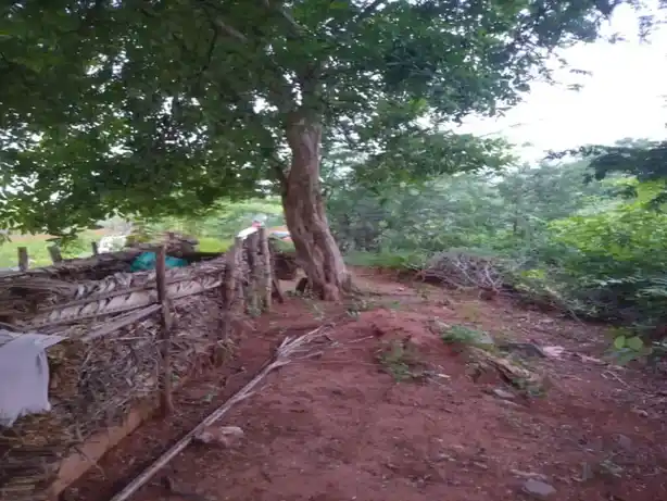 Arulmigu Nellamparai Ayyanaar Temple, Nellamparai - 624703 அருள்மிகு நெல்லம்பாறை அய்யனார் கோயில், Nellamparai - 624703, Dindigul - Ancient Temple Architecture and History Image 3