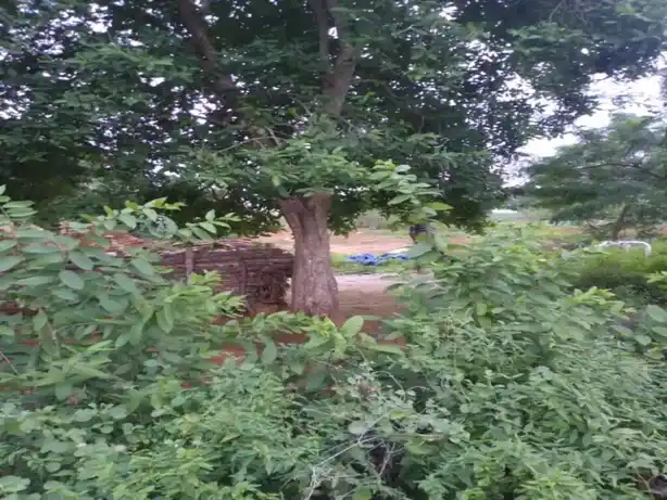 Arulmigu Nellamparai Ayyanaar Temple, Nellamparai - 624703 அருள்மிகு நெல்லம்பாறை அய்யனார் கோயில், Nellamparai - 624703, Dindigul - Ancient Temple Architecture and History Image 4