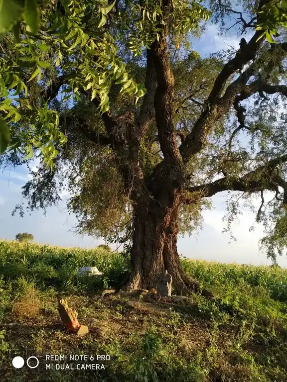 Arulmigu Nilaivasal Pidari Temple, Alunthalaipur - 624219 Temple